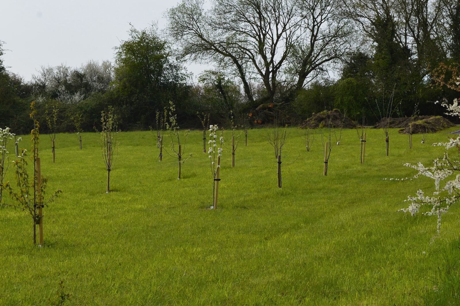 Commercial Tree Surgery & Tree Planting Services Norfolk | TTSR Ltd